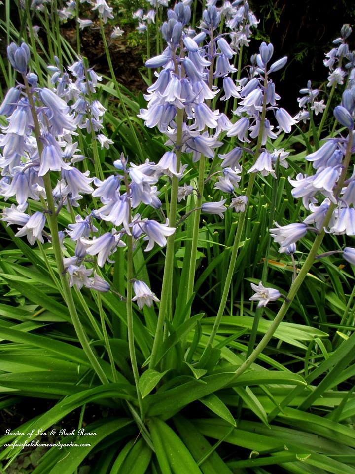 Bluebells