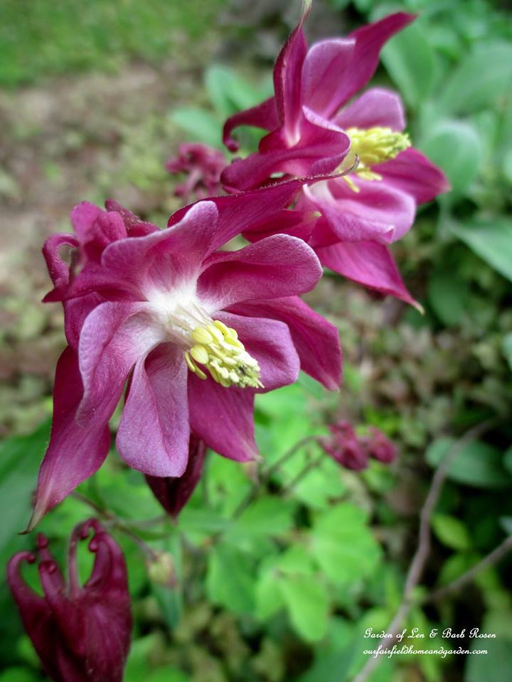 Pink Columbine