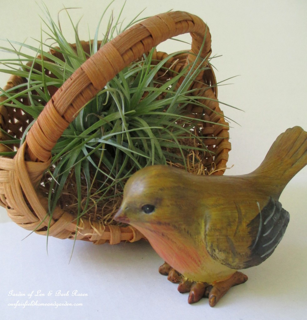 air plants https://lolajack-global.jp.net/air-plant-palette/