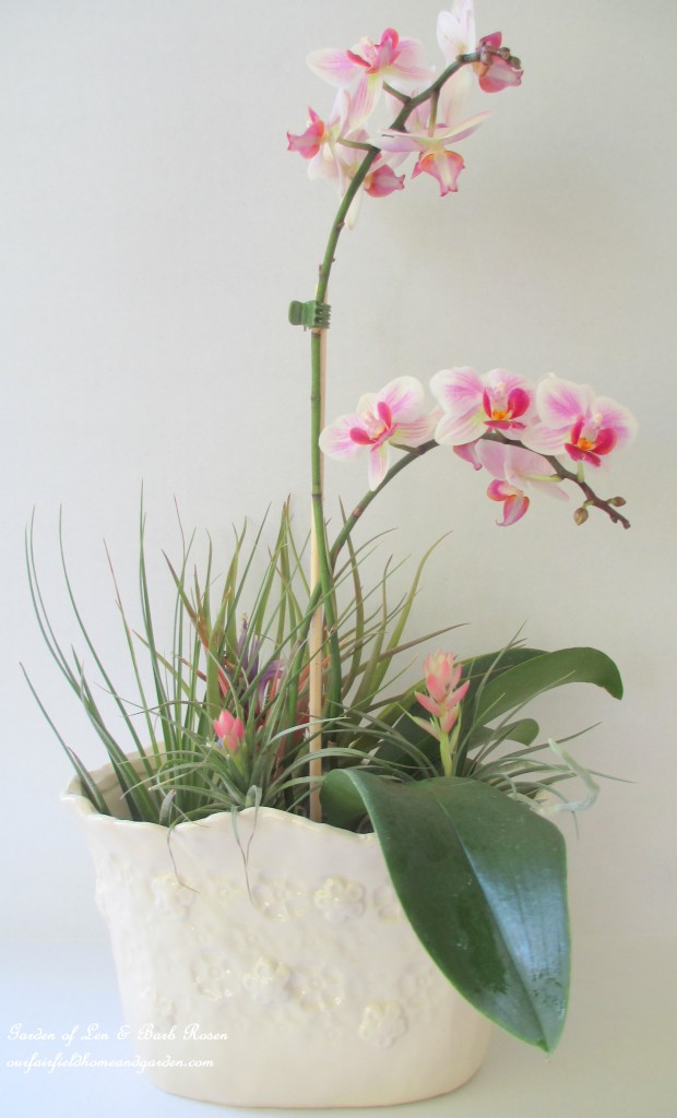 air plants https://lolajack-global.jp.net/air-plant-palette/