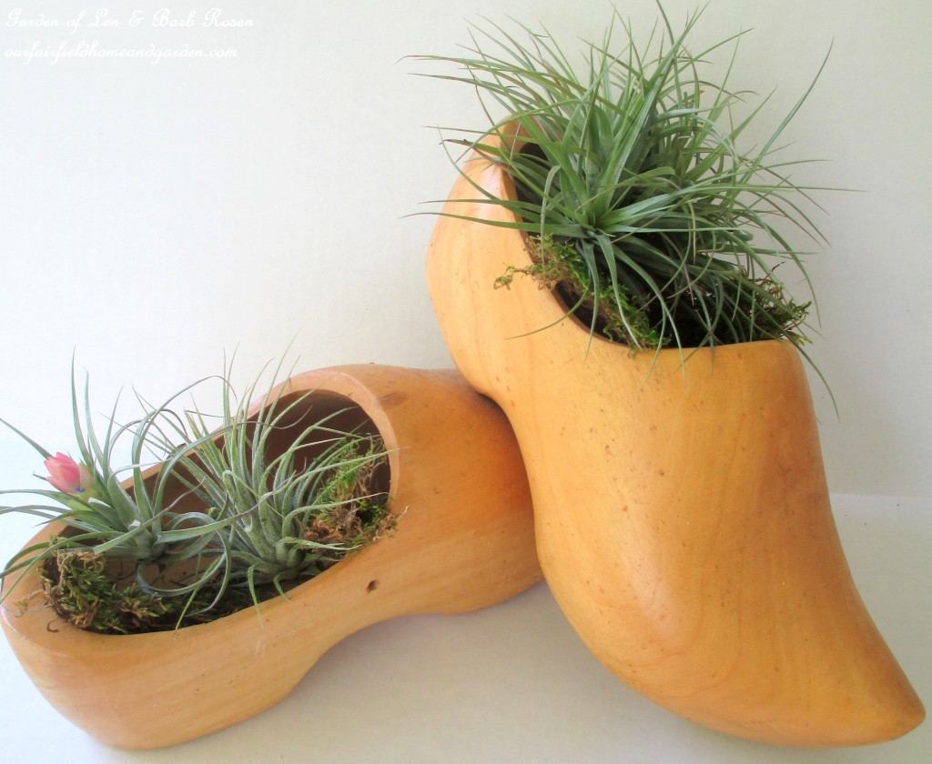 air plants https://lolajack-global.jp.net/air-plant-palette/