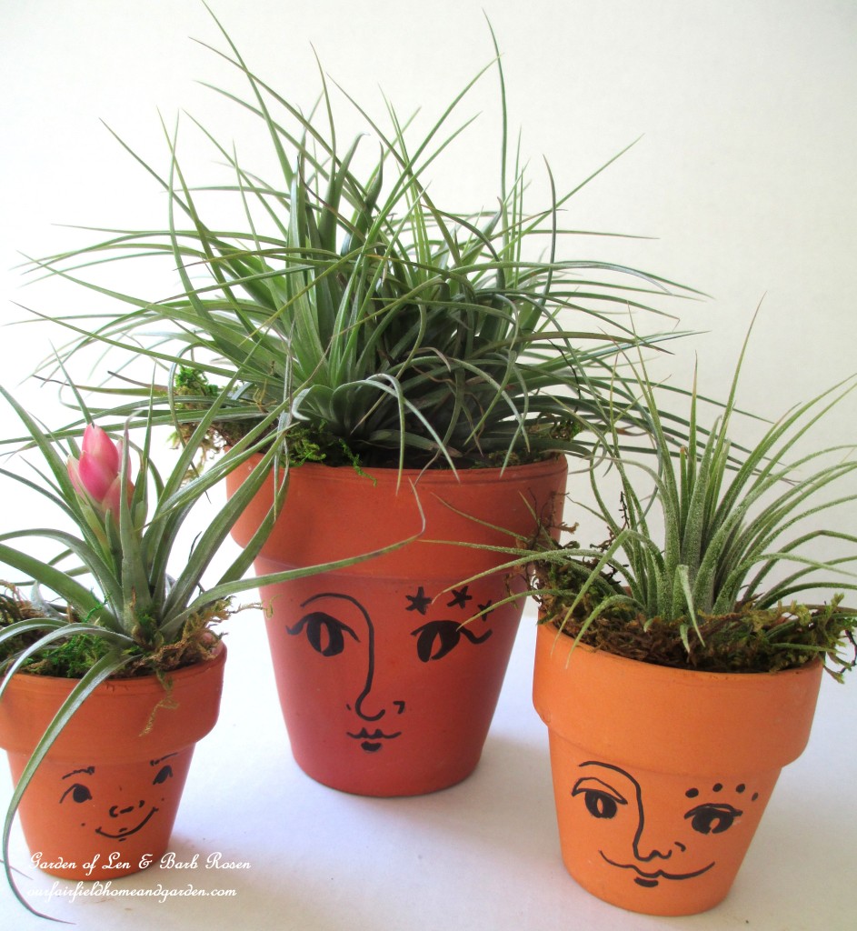 air plants https://lolajack-global.jp.net/air-plant-palette/