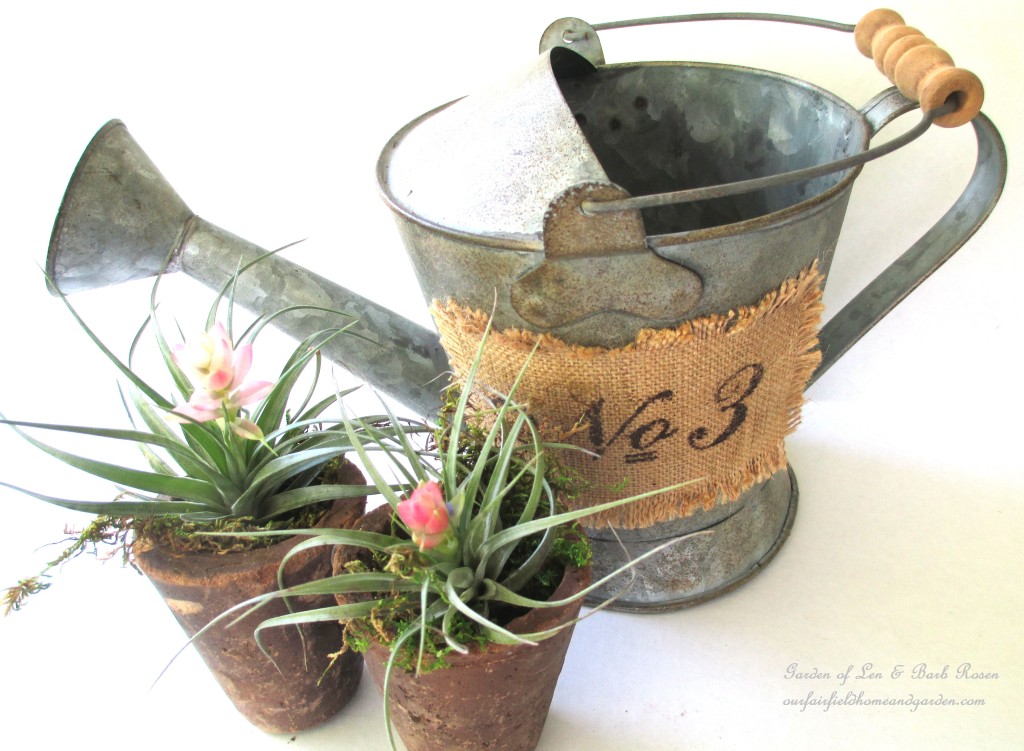 air plants https://lolajack-global.jp.net/air-plant-palette/