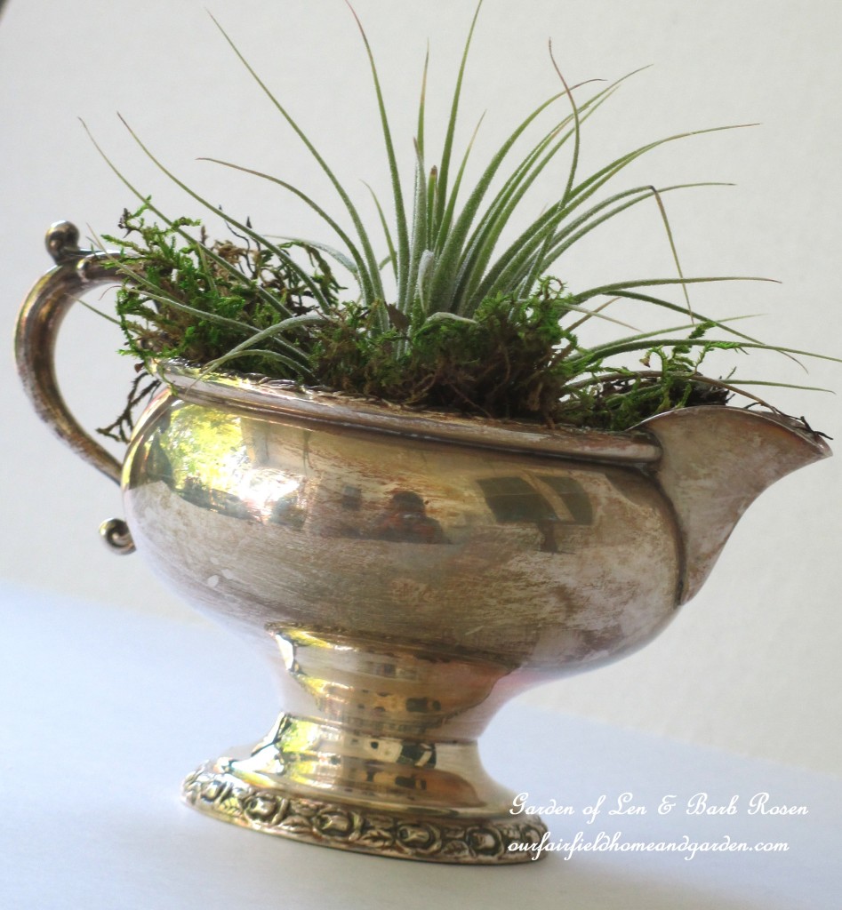 air plants https://lolajack-global.jp.net/air-plant-palette/