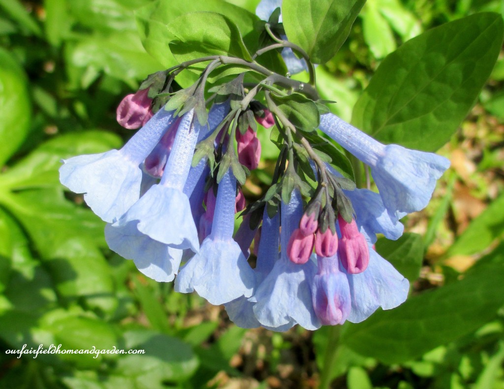 Virginia Bluebells https://lolajack-global.jp.net/field-trip-mt-cuba-centers-10th-annual-wildflower-celebration/