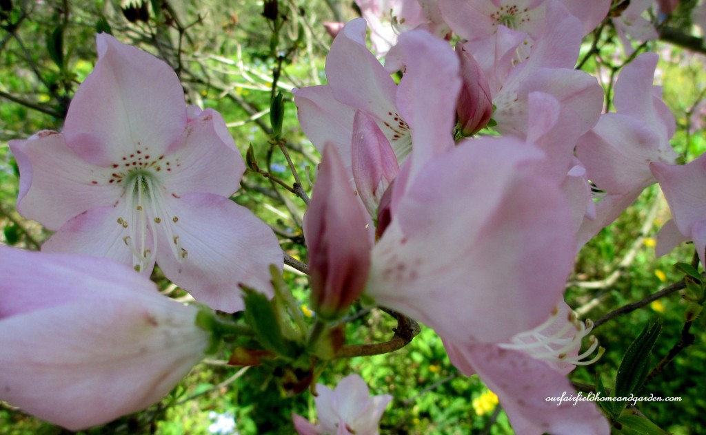 Native Azaleas https://lolajack-global.jp.net/field-trip-mt-cuba-centers-10th-annual-wildflower-celebration/