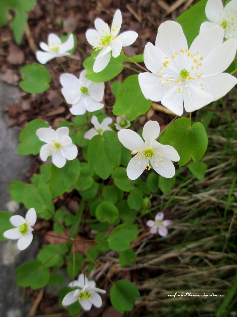 Rue-Anemone https://lolajack-global.jp.net/field-trip-mt-cuba-centers-10th-annual-wildflower-celebration/