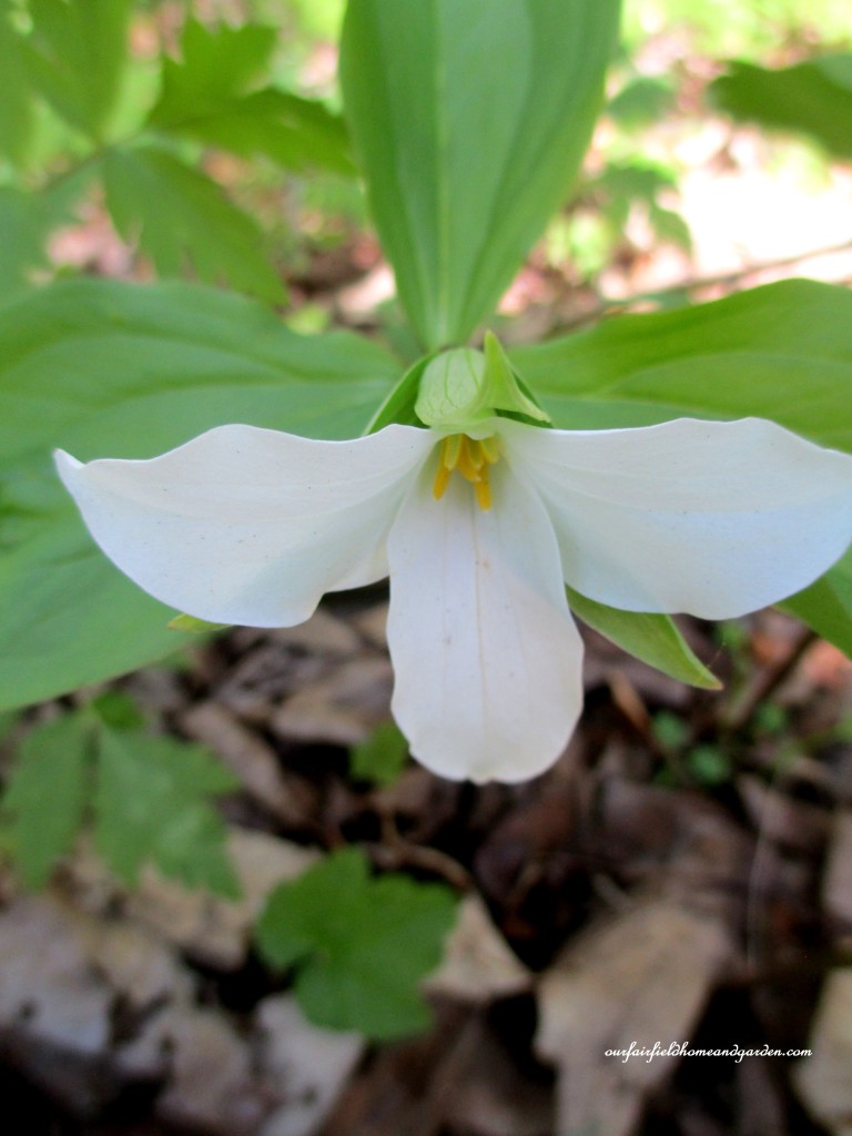 Trillium https://lolajack-global.jp.net/field-trip-mt-cuba-centers-10th-annual-wildflower-celebration/