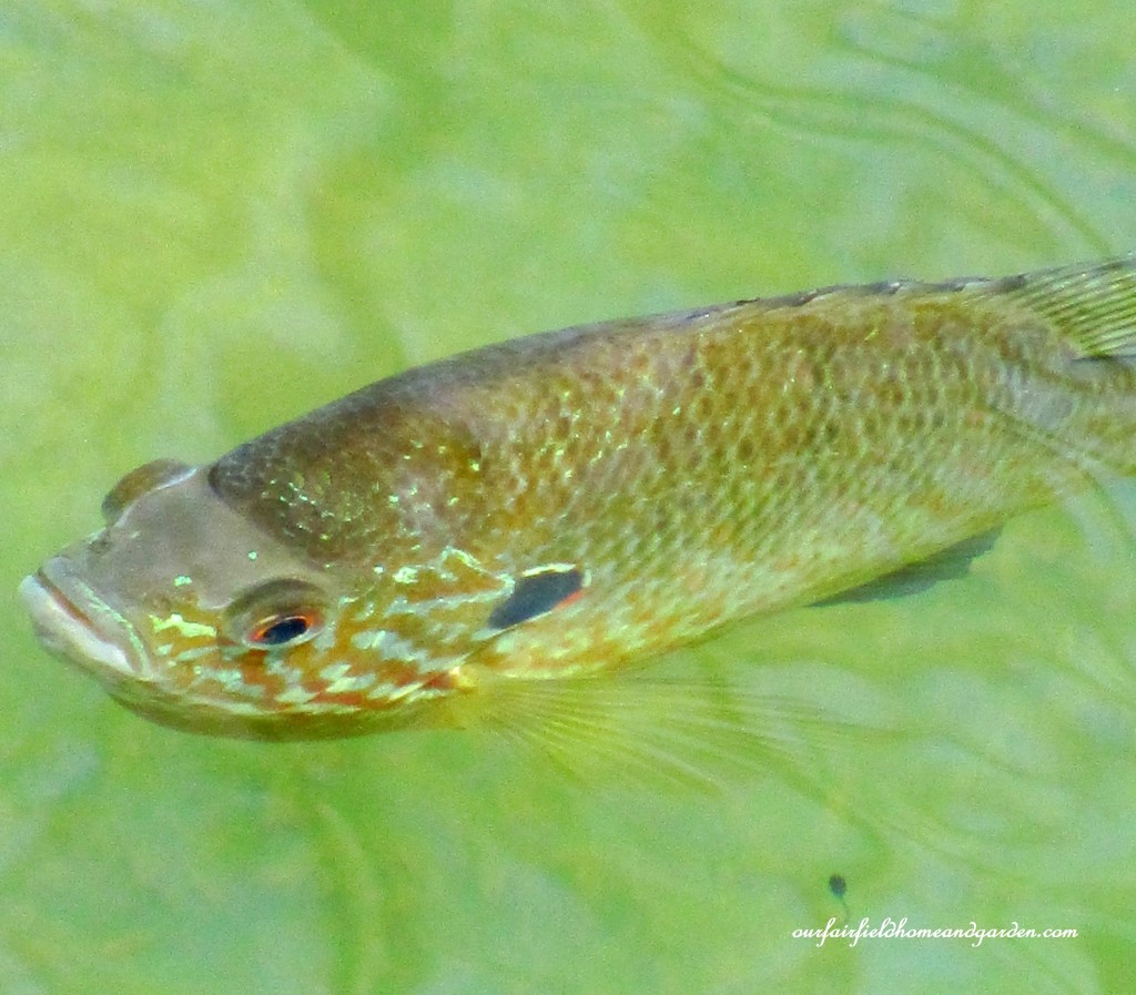 Fish & tadpoles https://lolajack-global.jp.net/field-trip-mt-cuba-centers-10th-annual-wildflower-celebration/