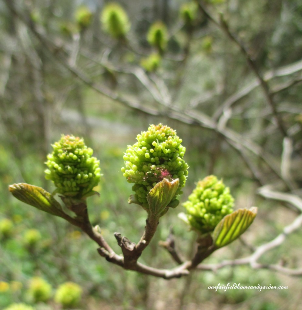 Buds https://lolajack-global.jp.net/field-trip-mt-cuba-centers-10th-annual-wildflower-celebration/