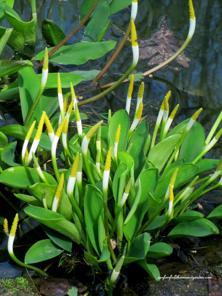 Golden Club https://lolajack-global.jp.net/field-trip-mt-cuba-centers-10th-annual-wildflower-celebration/
