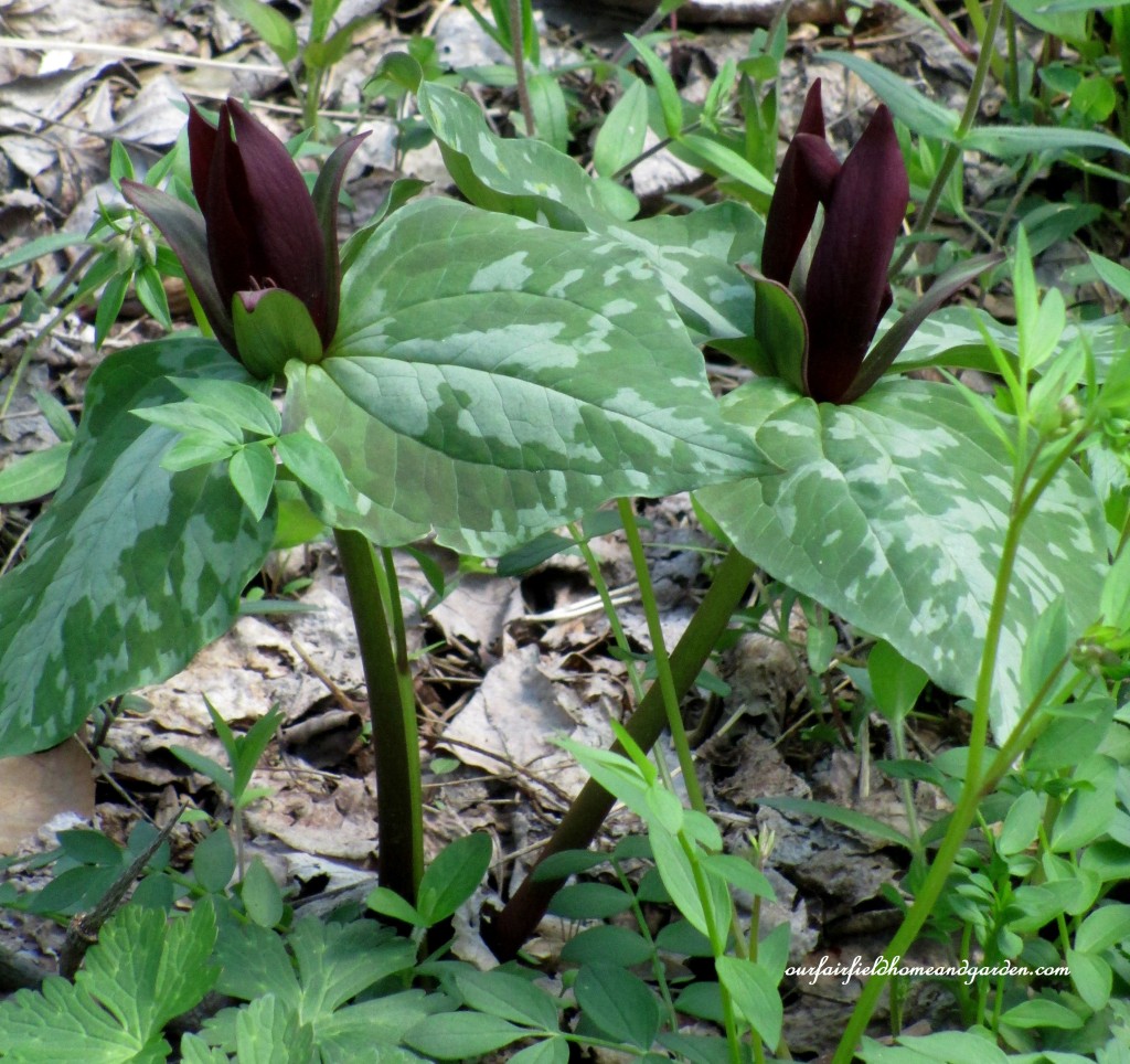 Trillium https://lolajack-global.jp.net/field-trip-mt-cuba-centers-10th-annual-wildflower-celebration/