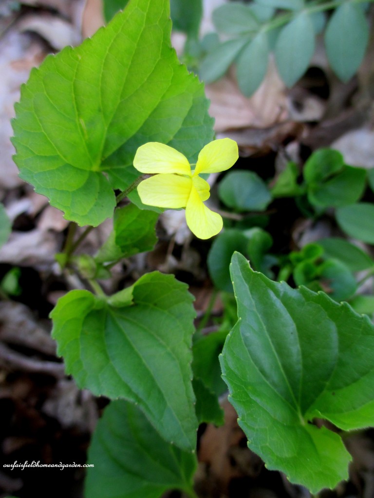 Yellow Violets https://lolajack-global.jp.net/field-trip-mt-cuba-centers-10th-annual-wildflower-celebration/
