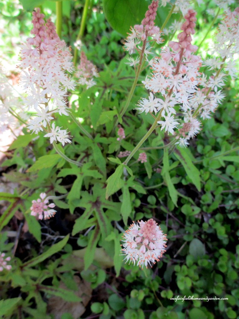 Foam Flower https://lolajack-global.jp.net/field-trip-mt-cuba-centers-10th-annual-wildflower-celebration/