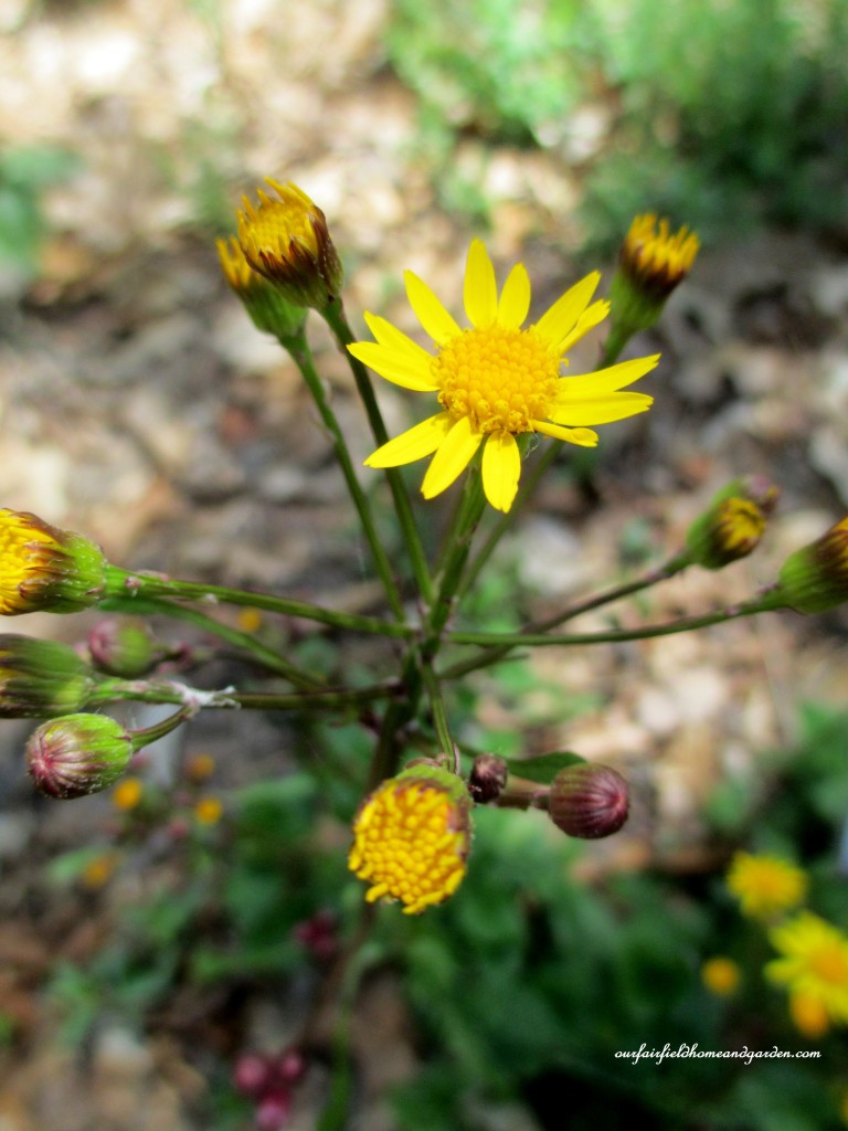 Golden Ragwort https://lolajack-global.jp.net/field-trip-mt-cuba-centers-10th-annual-wildflower-celebration/