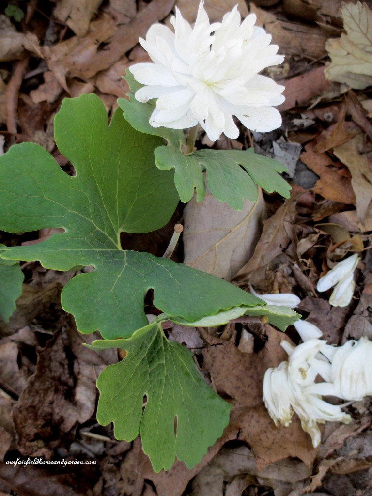 Double Bloodroot https://lolajack-global.jp.net/field-trip-mt-cuba-centers-10th-annual-wildflower-celebration/