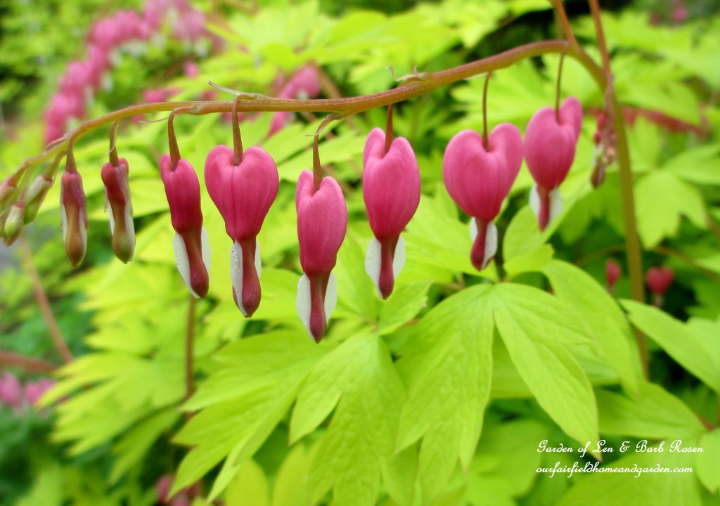 Dicentra https://lolajack-global.jp.net/bleeding-heart-for-your-spring-garden/