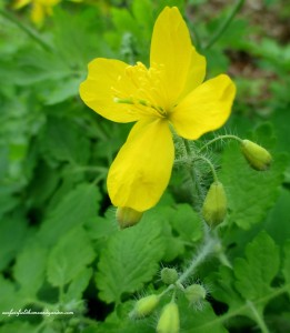 Wood Poppy https://lolajack-global.jp.net/field-trip-mt-cuba-centers-10th-annual-wildflower-celebration/
