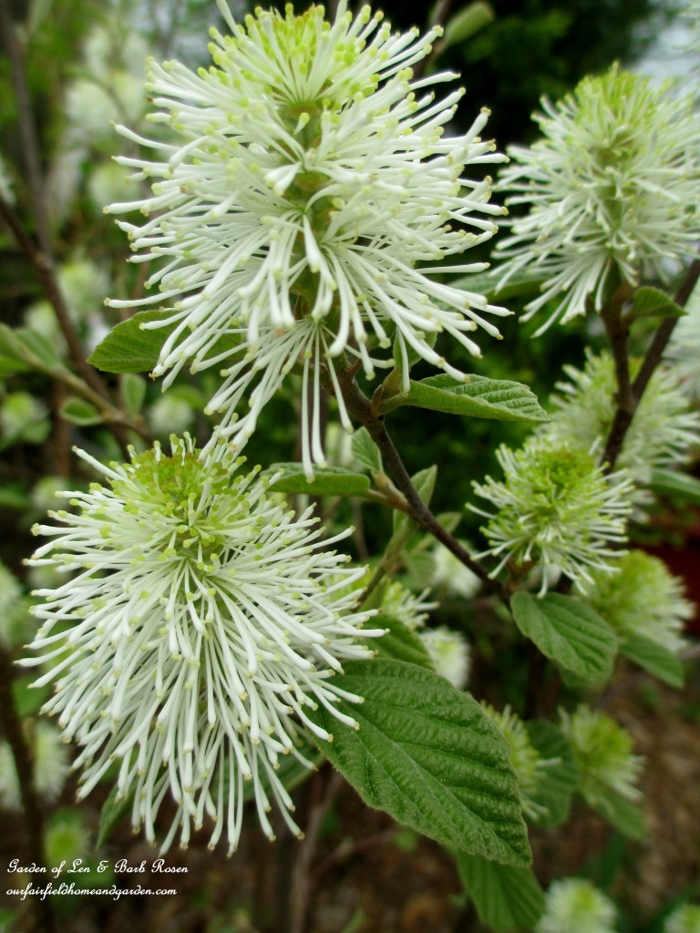 Fothergilla