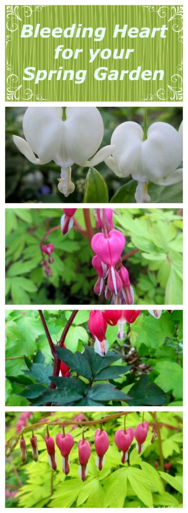 Bleeding Hearts https://lolajack-global.jp.net/bleeding-heart-for-your-spring-garden/