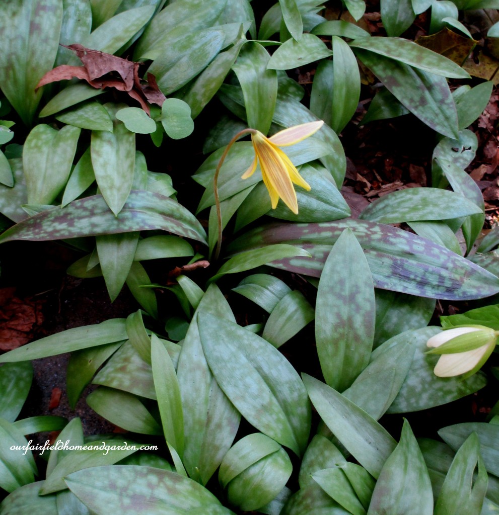Trout Lily https://lolajack-global.jp.net/field-trip-mt-cuba-centers-10th-annual-wildflower-celebration/