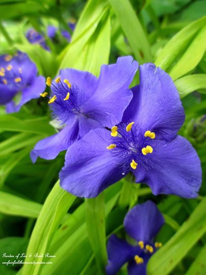 Spiderwort https://lolajack-global.jp.net/june-garden-our-fairfield-home-garden/