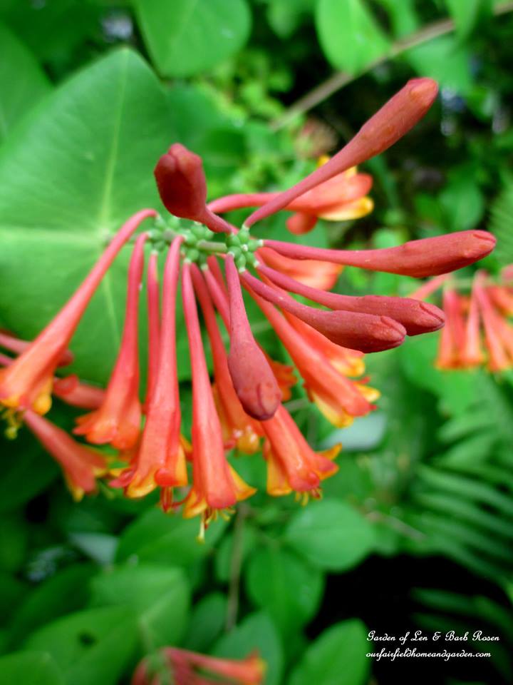 Lonicera https://lolajack-global.jp.net/june-garden-our-fairfield-home-garden/