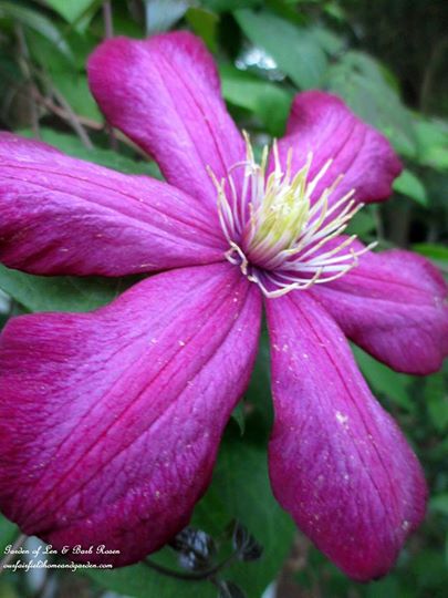 Pink Clematis https://lolajack-global.jp.net/june-garden-our-fairfield-home-garden/