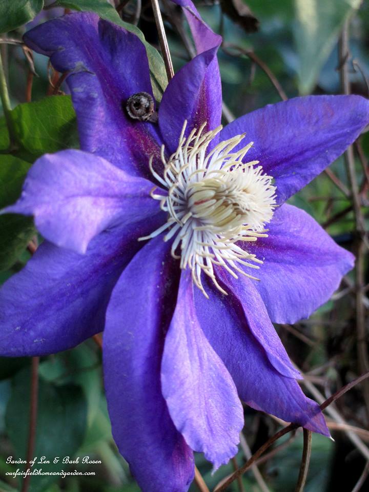 Clematis https://lolajack-global.jp.net/june-garden-our-fairfield-home-garden/
