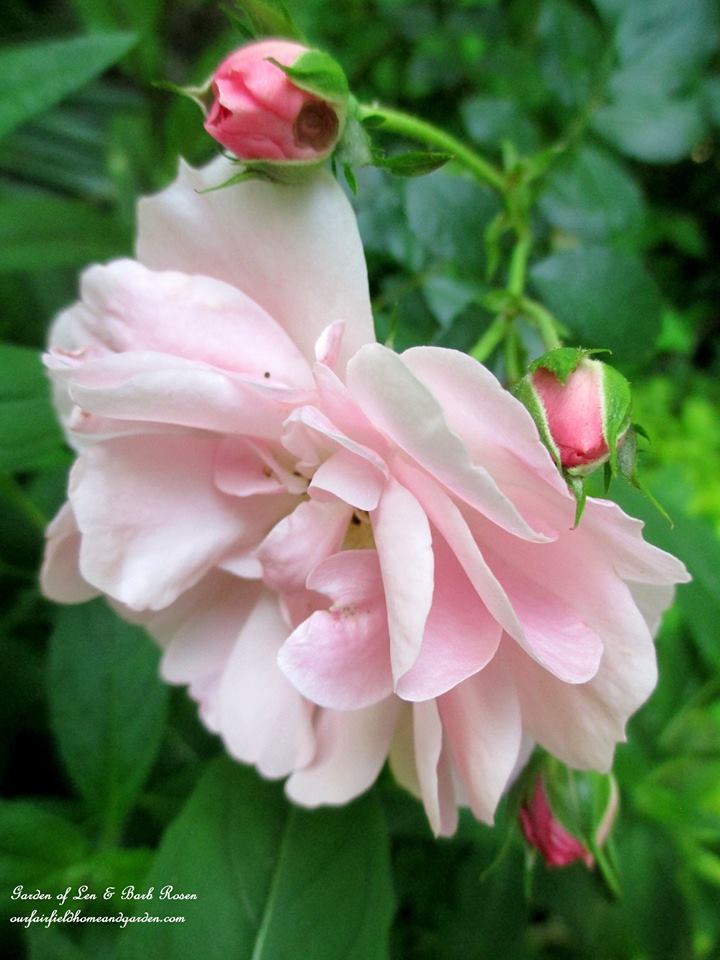 Fairy Rose https://lolajack-global.jp.net/june-garden-our-fairfield-home-garden/