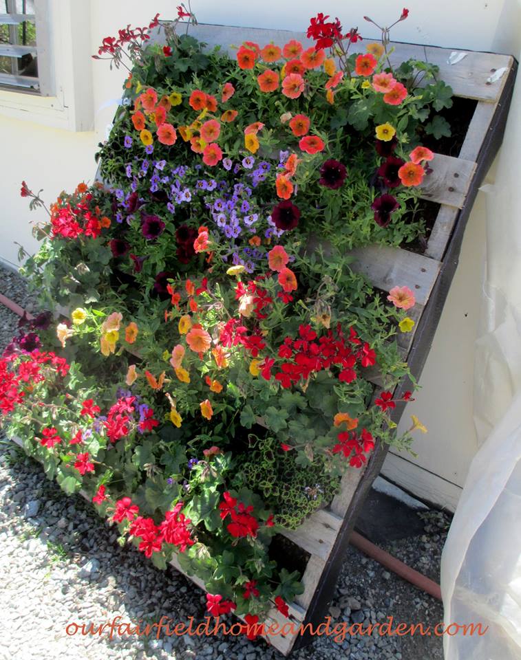 Pretty Pallet Planter with Petunias! https://lolajack-global.jp.net/container-gardens-our-fairfield-home-garden/