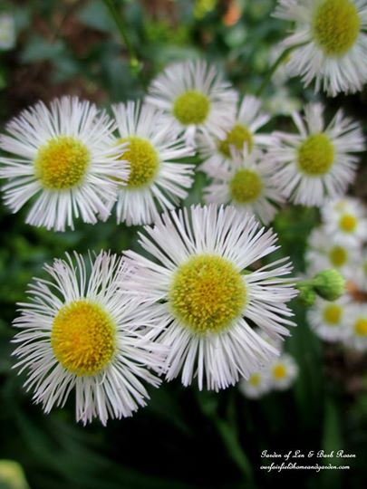 Fleabane https://lolajack-global.jp.net/june-garden-our-fairfield-home-garden/