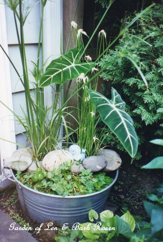 Tub Water Garden https://lolajack-global.jp.net/a-trip-down-memory-lane-my-former-garden/