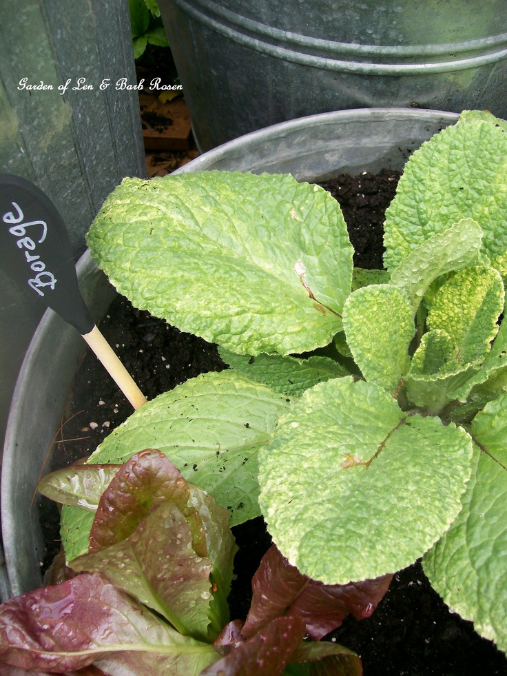 Galvanized Container Garden https://lolajack-global.jp.net/container-gardens-our-fairfield-home-garden/
