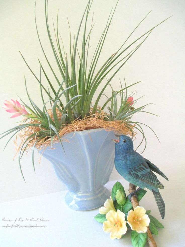 Air Plants in Containers https://lolajack-global.jp.net/air-plant-palette/