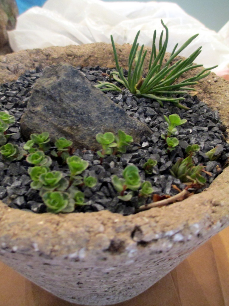 Hypertufa Planter https://lolajack-global.jp.net/diy-project-thedch-hypertufa-workshop/