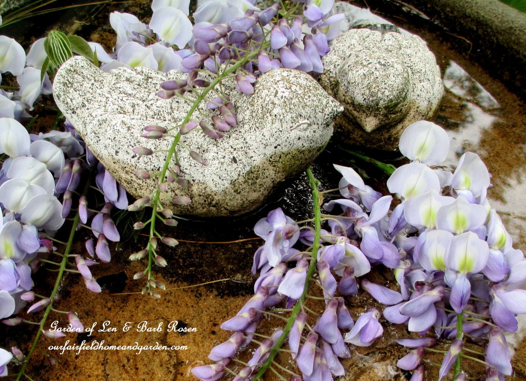 Wisteria blooms https://lolajack-global.jp.net/june-garden-our-fairfield-home-garden/