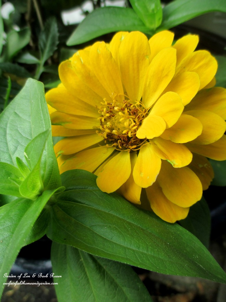 Zinnia https://lolajack-global.jp.net/june-garden-our-fairfield-home-garden/