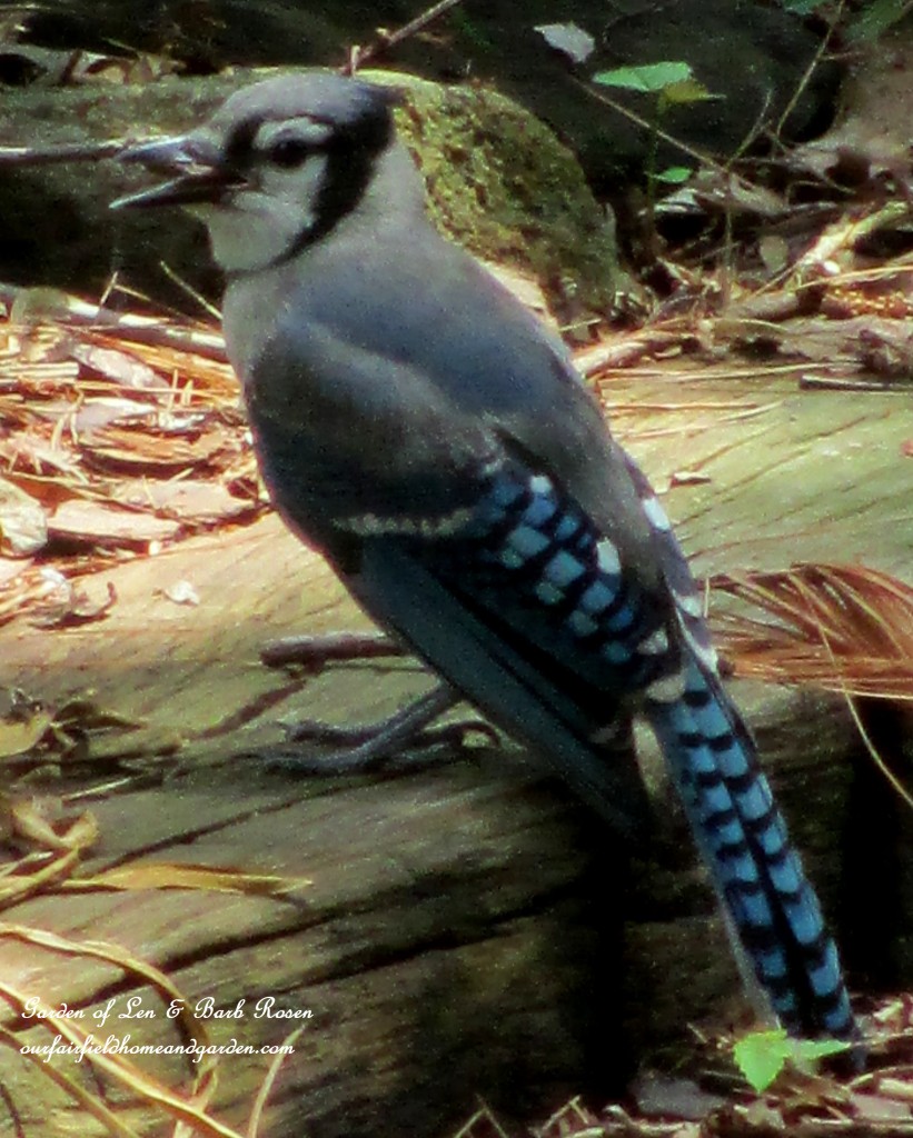 Blue Jay https://lolajack-global.jp.net/diy-bird-baths-bring-birds-to-your-garden/