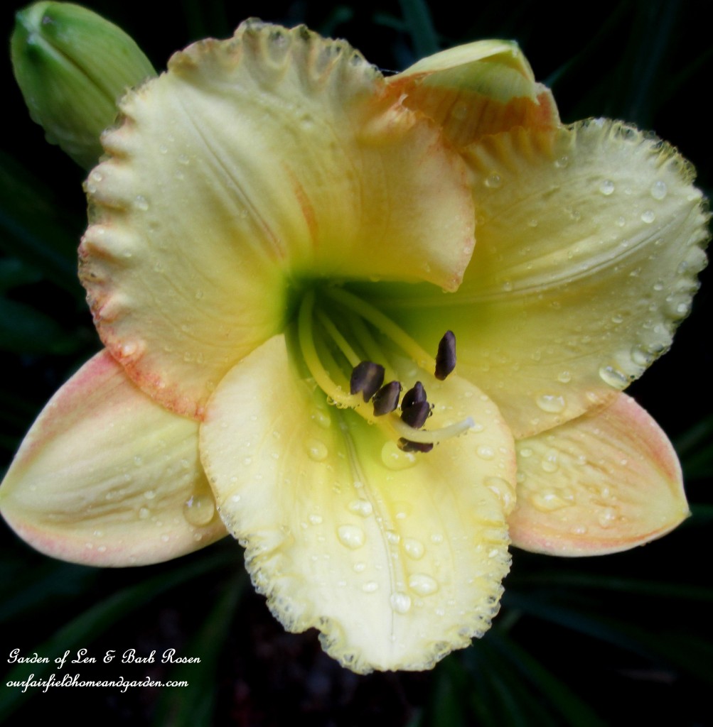 Day Lily https://lolajack-global.jp.net/in-a-summer-garden-our-fairfield-home-garden/