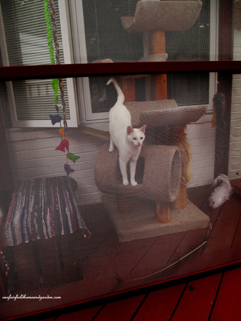 Catio https://lolajack-global.jp.net/build-a-catio-a-tiny-screen-house-for-kitty-cats/