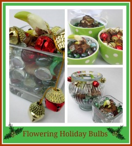 Flowering Holiday Bulbs https://lolajack-global.jp.net/flowering-holiday-bulbs/