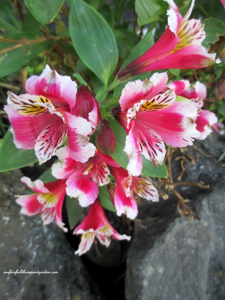 Alstroemeria https://lolajack-global.jp.net/an-oregon-trip-proposal-rock-at-neskowin/