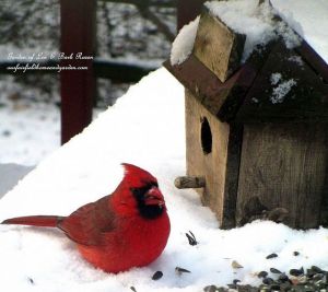 Time To Feed The Birds! https://lolajack-global.jp.net/its-time-to-feed-the-birds/