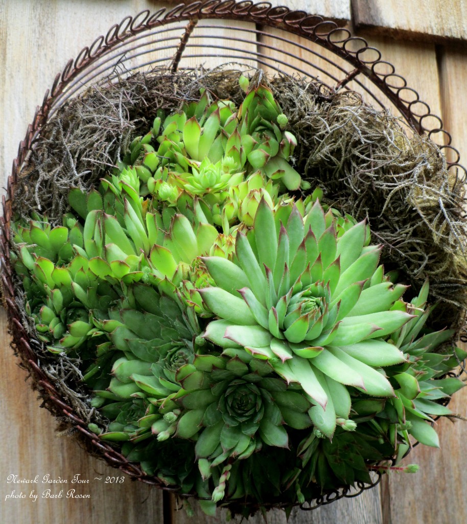 Succulents in a basket https://lolajack-global.jp.net/unexpected-garden-accents/