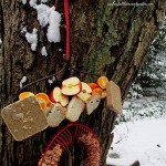 Bird Buffet https://lolajack-global.jp.net/diy-project-turn-a-rake-head-into-a-bird-buffet/