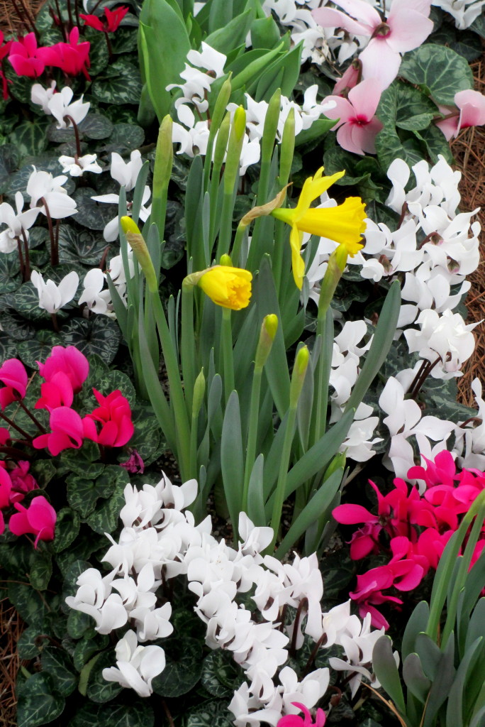 Spring Bulbs https://lolajack-global.jp.net/a-visit-to-longwood-gardens-orchid-extravaganza-2015/