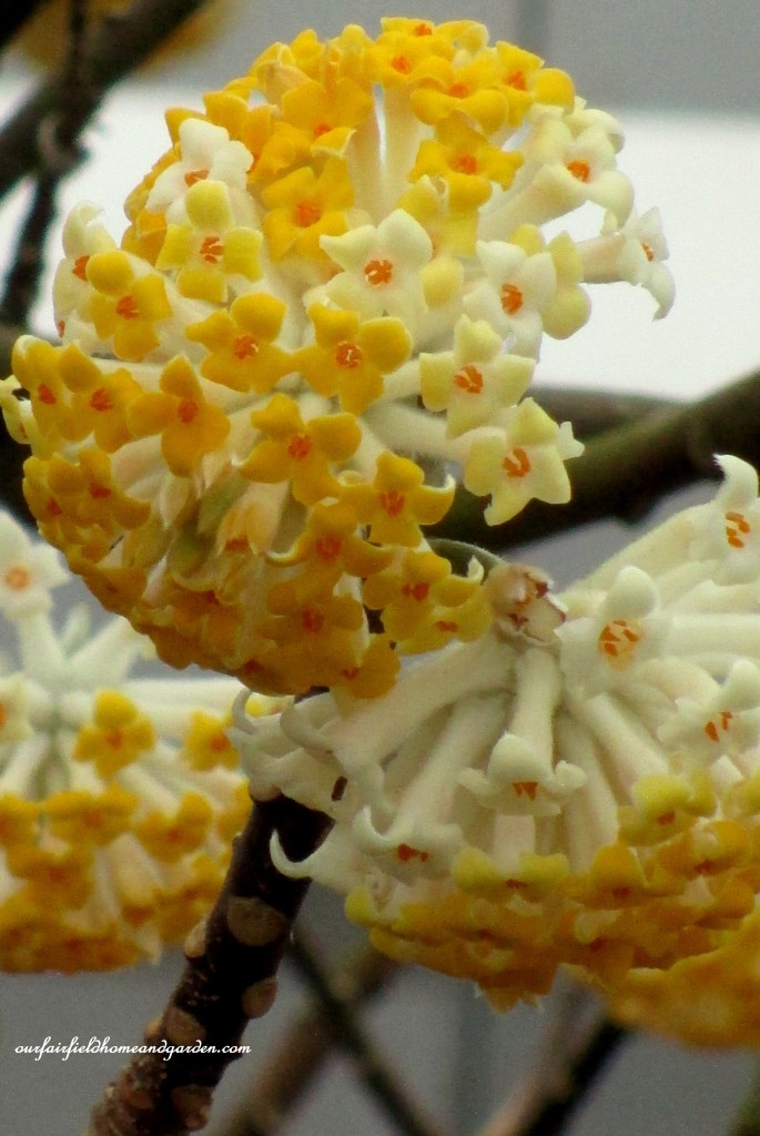 Edgeworthia ~ Paper Bush https://lolajack-global.jp.net/a-visit-to-longwood-gardens-orchid-extravaganza-2015/