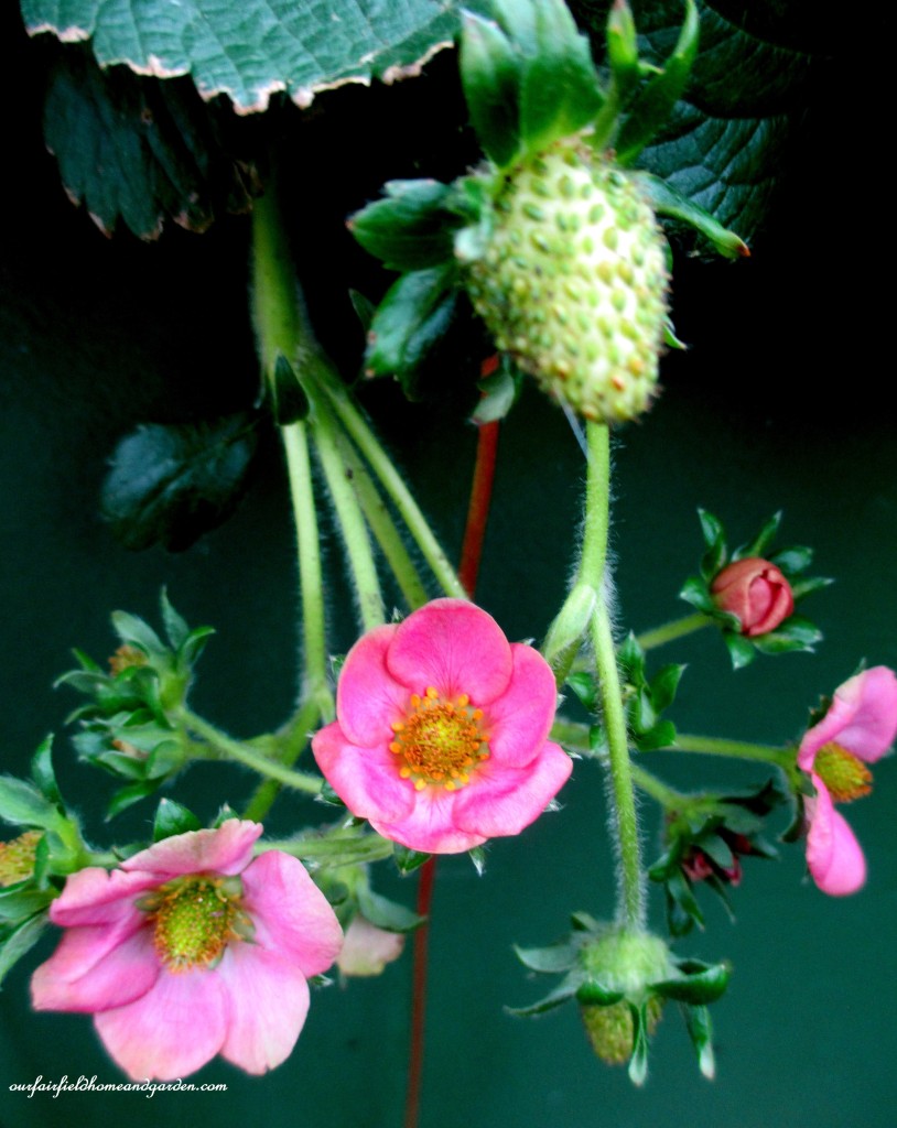 Greenhouse Strawberries https://lolajack-global.jp.net/a-visit-to-longwood-gardens-orchid-extravaganza-2015/