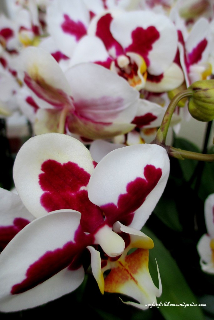 Longwood Gardens Orchids https://lolajack-global.jp.net/a-visit-to-longwood-gardens-orchid-extravaganza-2015/